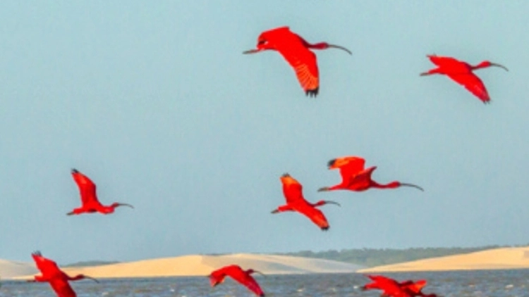 31/07 a 03/08 Delta das Am&eacute;ricas - Parna&iacute;ba, Lu&iacute;s Correia e Lagoa do Portinho PI